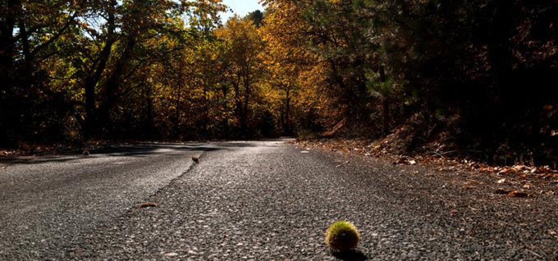 Μια τέλεια εκδρομή στο καστανοδάσος του Πάρνωνα