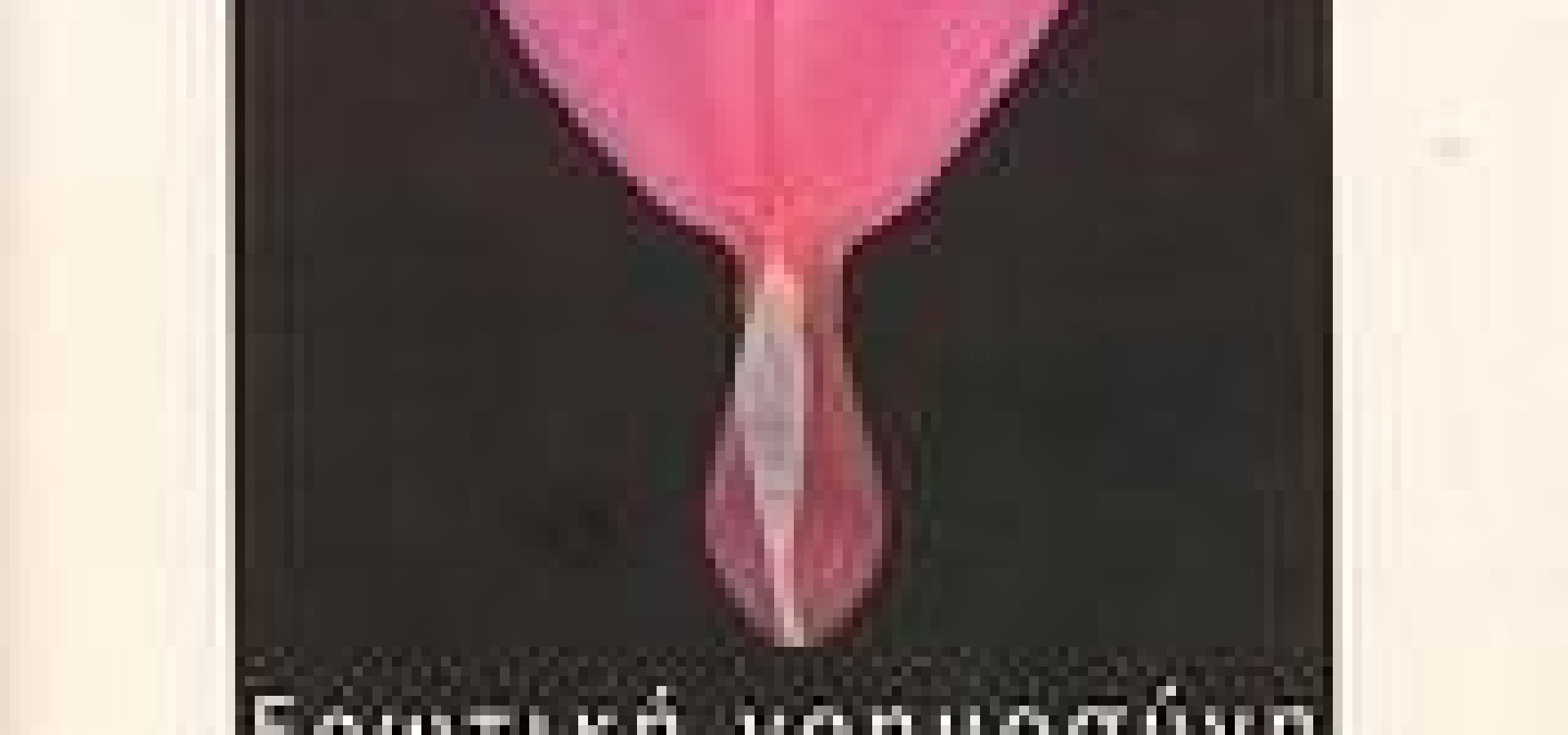 Eρωτική νοημοσύνη 