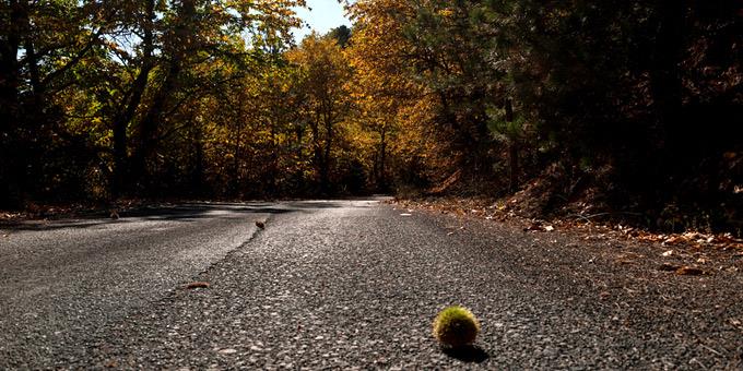 Μια τέλεια εκδρομή στο καστανοδάσος του Πάρνωνα