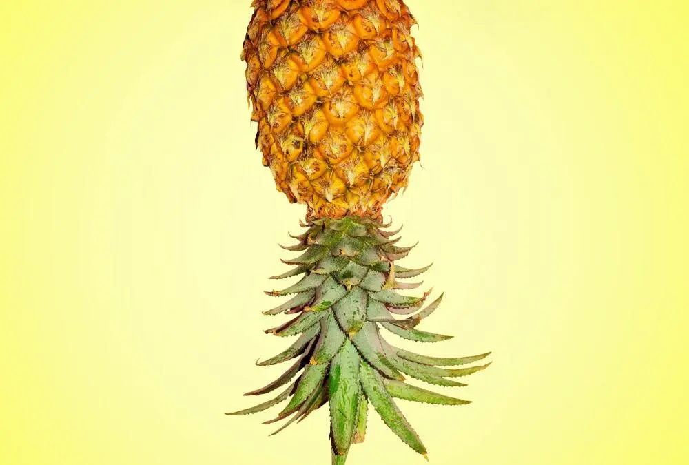 What are Pineapple Swingers: The Upside Down Pineapple Explained