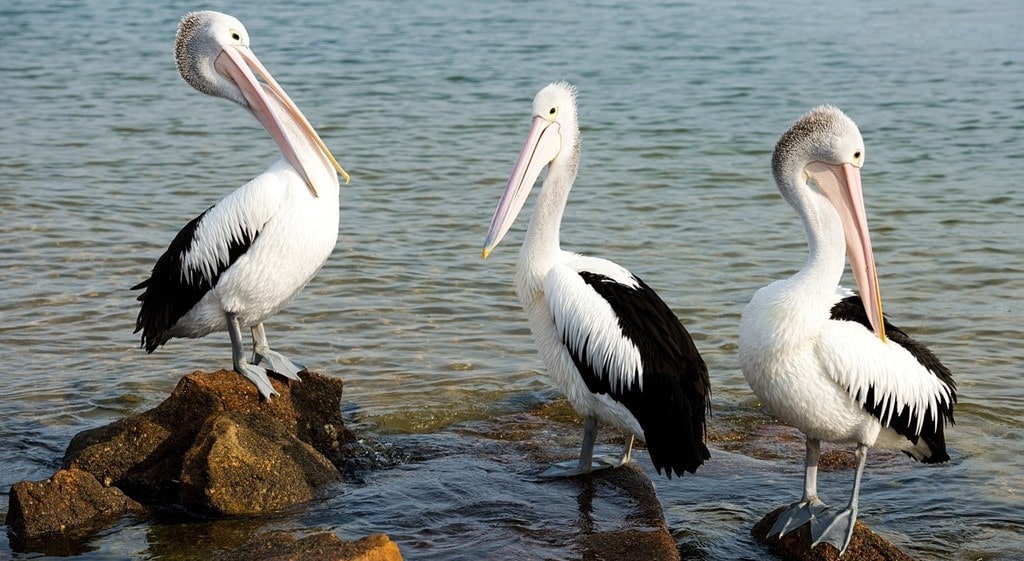 Swinging: Η Νέα Τάση των Ζευγαριών